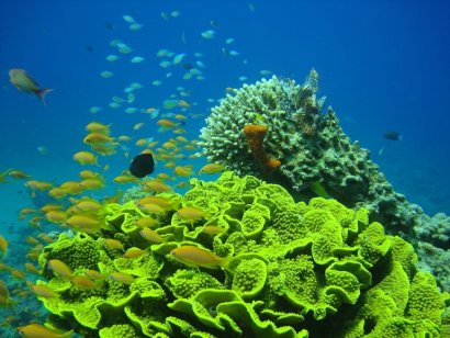 riserva marina di Aqaba