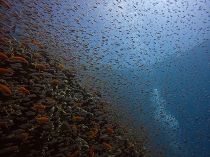 riserva marina di Aqaba