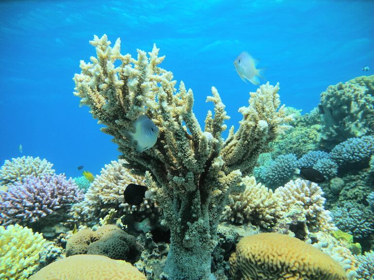 Coralli del Mar Rosso