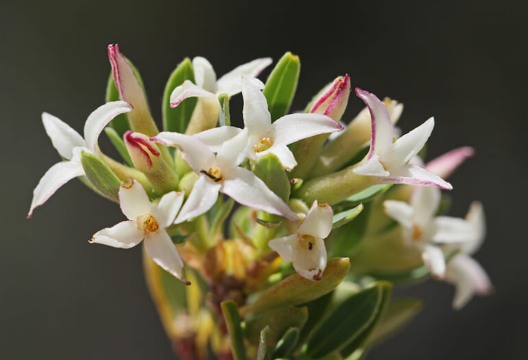 Daphne oleoides