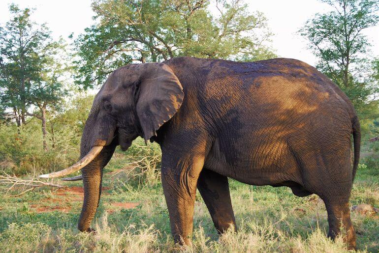Elefante africano