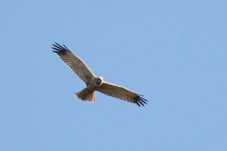 Falco di palude