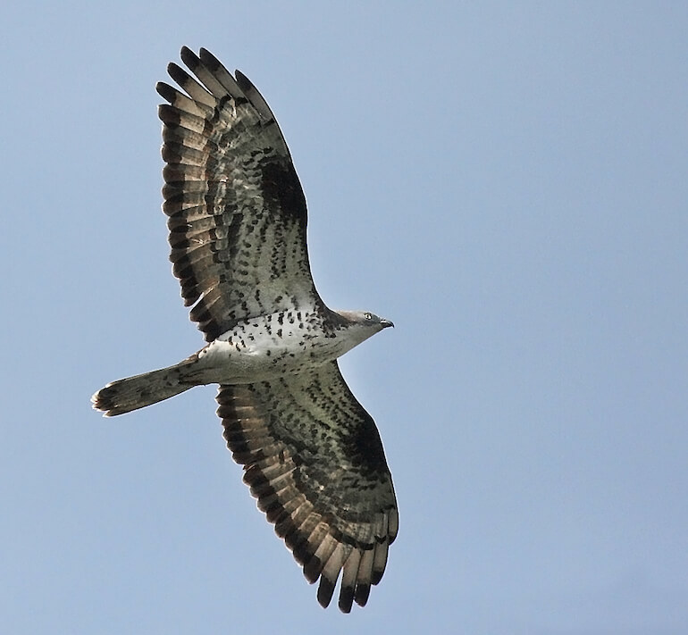 Falco pecchiaiolo
