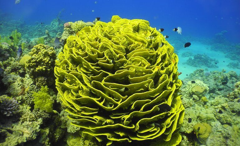 La riserva marina di Aqaba, in Giordania. Il rifugio dei coralli che potrebbe salvare le barriere del futuro