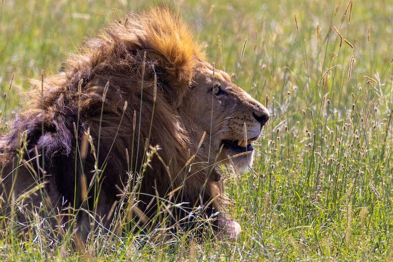 Leone africano