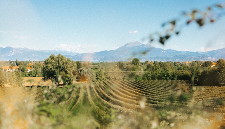 Visione e sostenibilità del Consorzio Tutela Lugana DOC