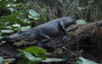 Okefenokee, negli Stati Uniti, la più grande torbiera subtropicale del mondo