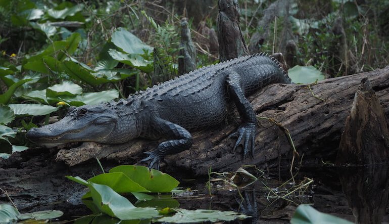 Okefenokee, negli Stati Uniti, la più grande torbiera subtropicale del mondo
