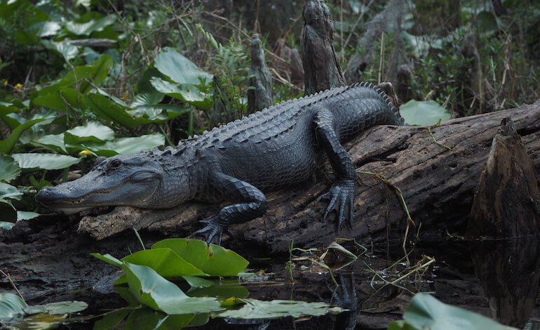 Okefenokee, negli Stati Uniti, la più grande torbiera subtropicale del mondo
