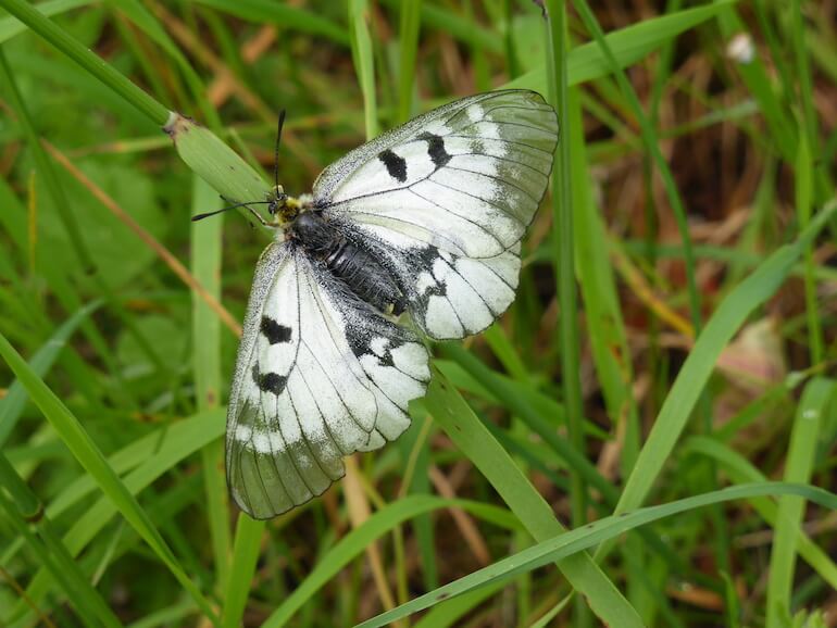 Parnassius