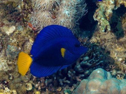 riserva marina di Aqaba