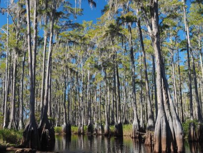 Pond Cypress