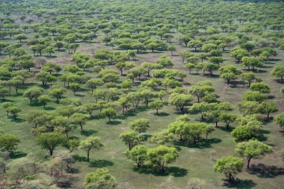 Savana di Balanites