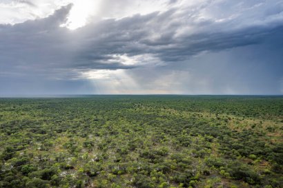 Savana di Combretum