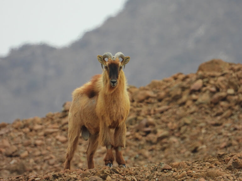 Tahr arabico