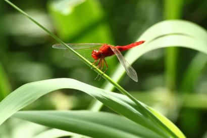 Trithemis arteriosa
