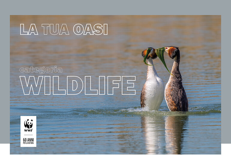 La tua Oasi