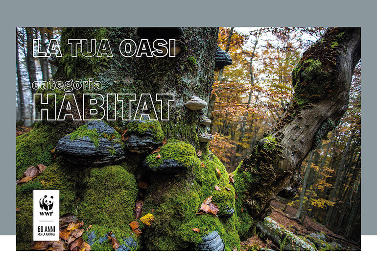 La tua Oasi