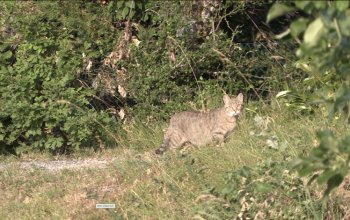 L’incontro con un gatto selvatico sull’Appennino Modenese