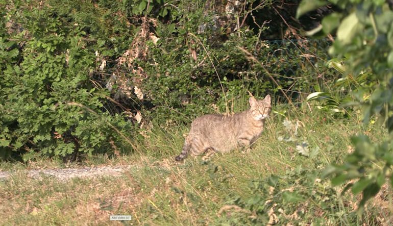 L’incontro con un gatto selvatico sull’Appennino Modenese
