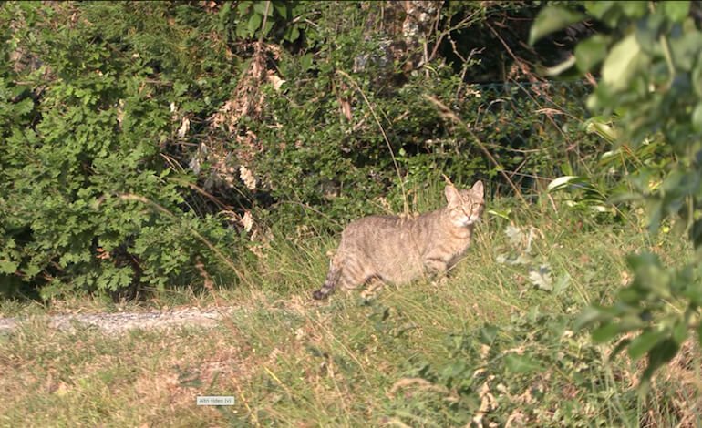 L’incontro con un gatto selvatico sull’Appennino Modenese