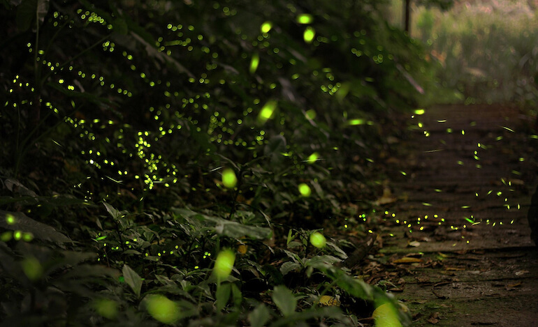 Luce e olfatto prima delle lucciole