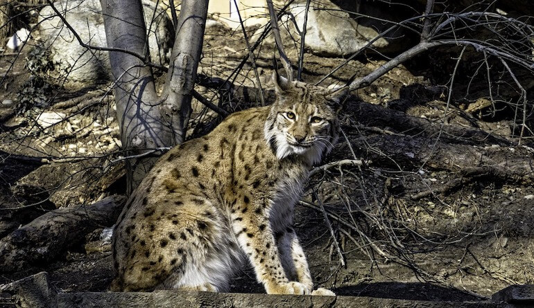 Lince
