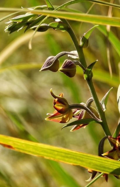 Orchidea selvatica