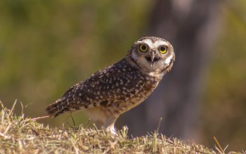 Ecco come El Niño e La Niña influenzano le relazioni tra predatori e prede