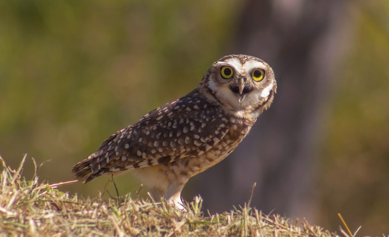 Ecco come El Niño e La Niña influenzano le relazioni tra predatori e prede