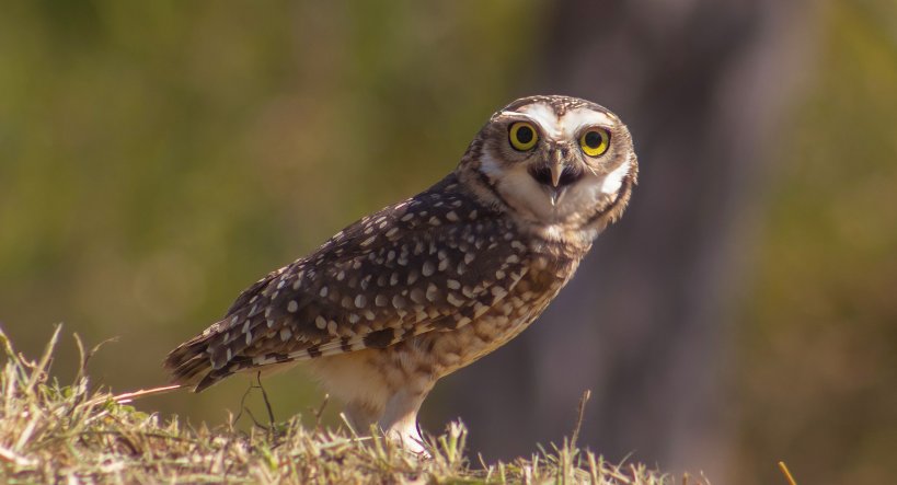 Ecco come El Niño e La Niña influenzano le relazioni tra predatori e prede