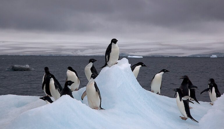 La forza della colonia