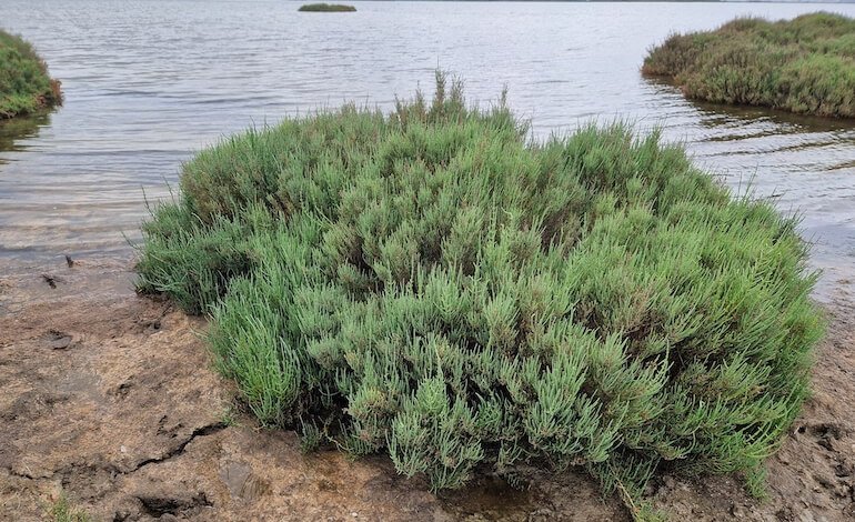 Salicornia, un progetto per studiare la pianta che sfida il sale