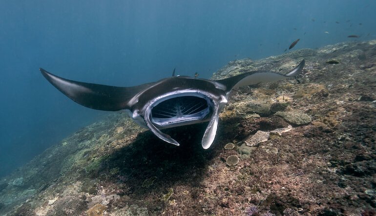Mediterraneo che cambia: dalla manta gigante al pesce coniglio