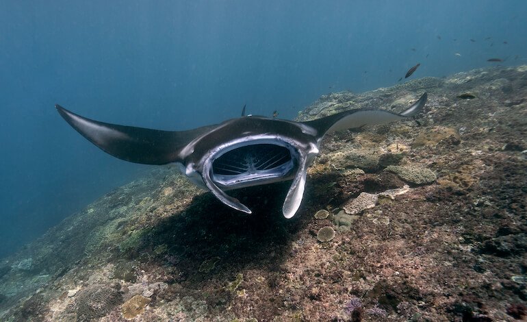 Mediterraneo che cambia: dalla manta gigante al pesce coniglio