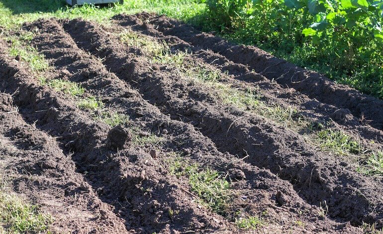 I virus alleati della terra