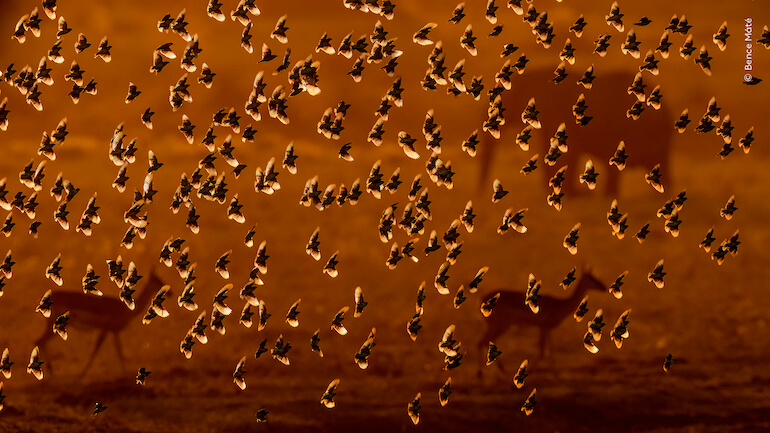 Wildlife Photographer of The Year