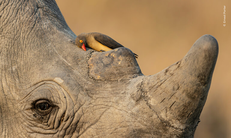 Wildlife Photographer of The Year