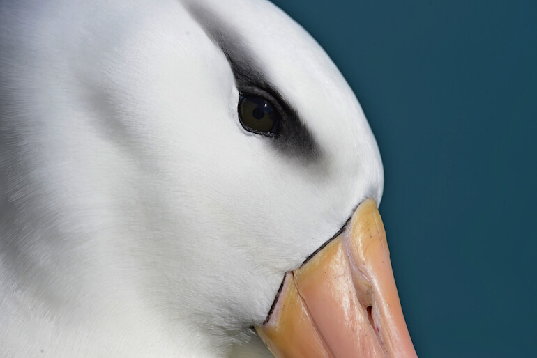 uccelli delle Americhe