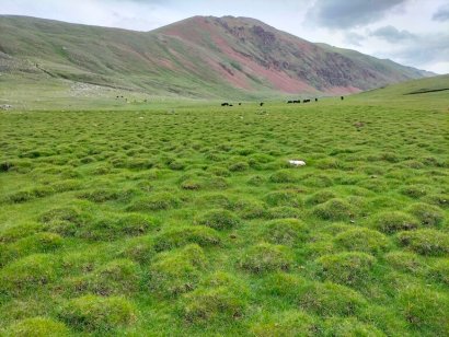 Mongolia