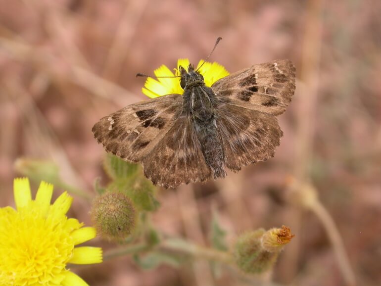 Carcharodus alceae.