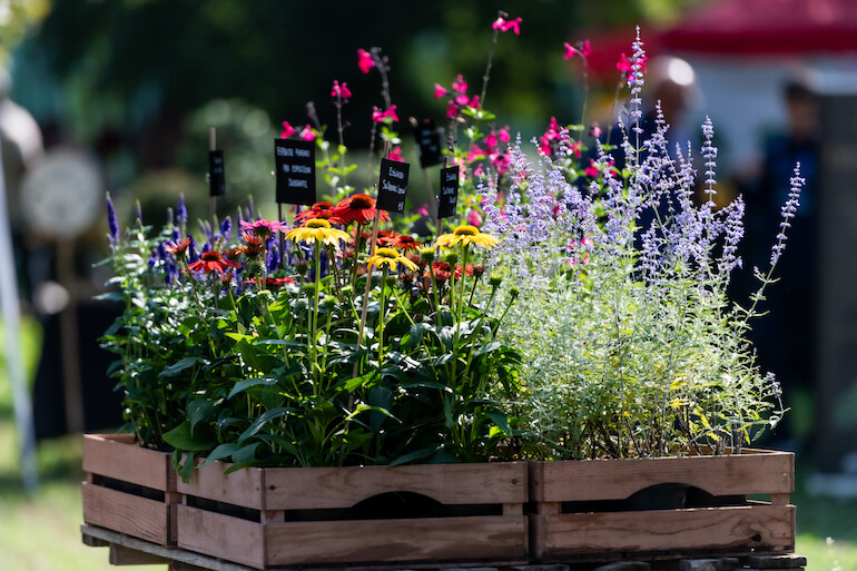 Horti Aperti