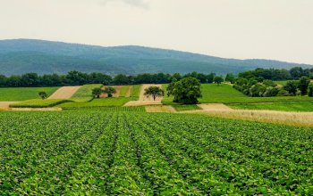 Il ruolo cruciale delle foreste per la sicurezza alimentare