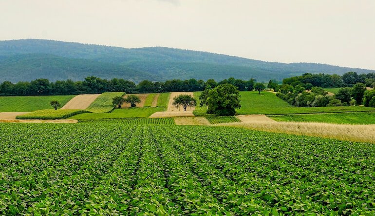 Il ruolo cruciale delle foreste per la sicurezza alimentare