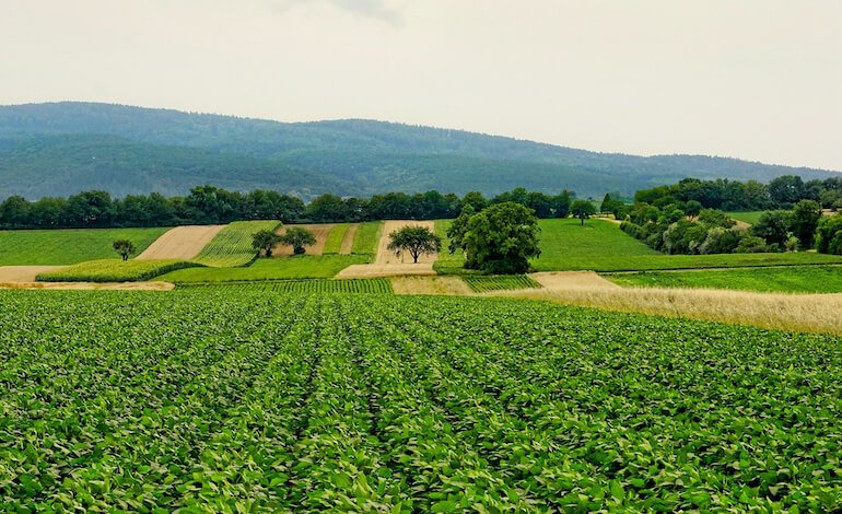 Il ruolo cruciale delle foreste per la sicurezza alimentare