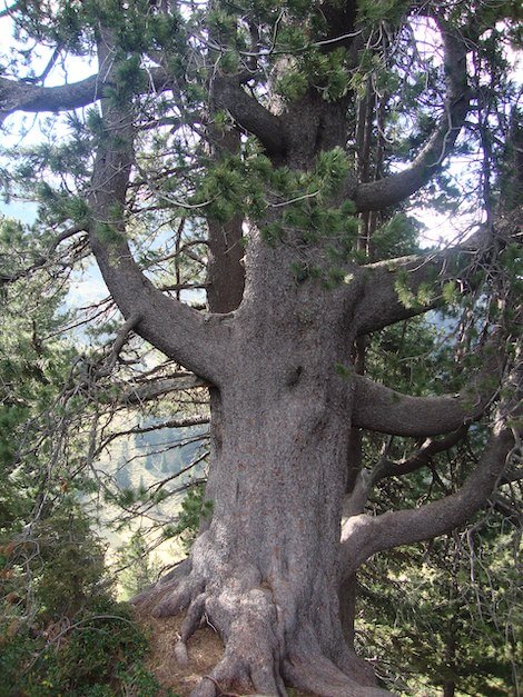 alberi monumentali