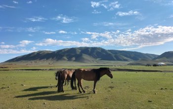 Otto giorni a piedi in Mongolia, al passo di una carovana