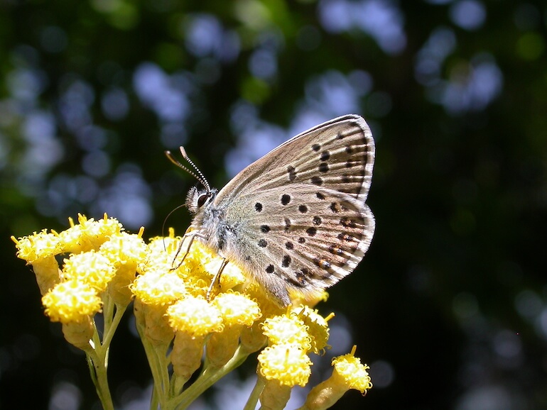 Plebejus bellieri.