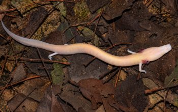 Il “pesce delle caverne” non è più il solo