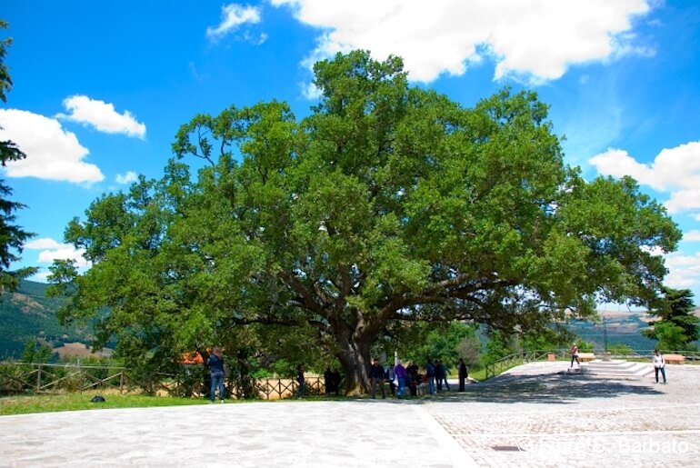 alberi monumentali